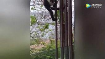 表演猴王吃瓜,一场别开生面的吃瓜盛宴