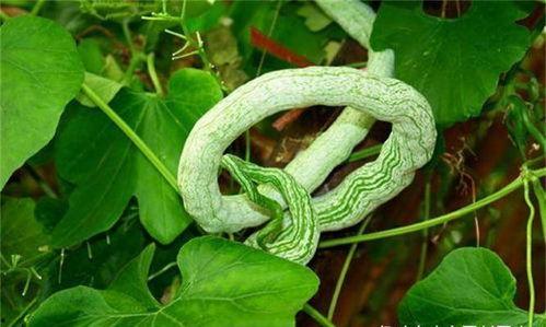 蛇瓜怎么吃呢,探索蛇瓜的多彩吃法