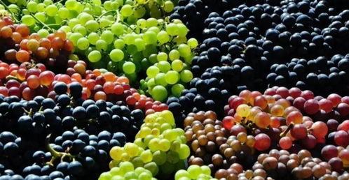 阿柠吃葡萄瓜,探寻美味与健康的完美融合