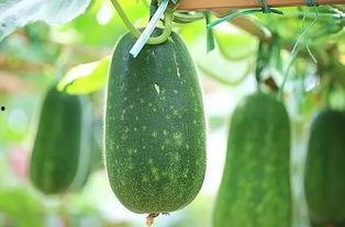 瓜是必吃的,必吃的健康美味瓜类盘点