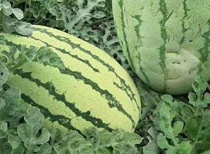 我吃瓜之前的样子