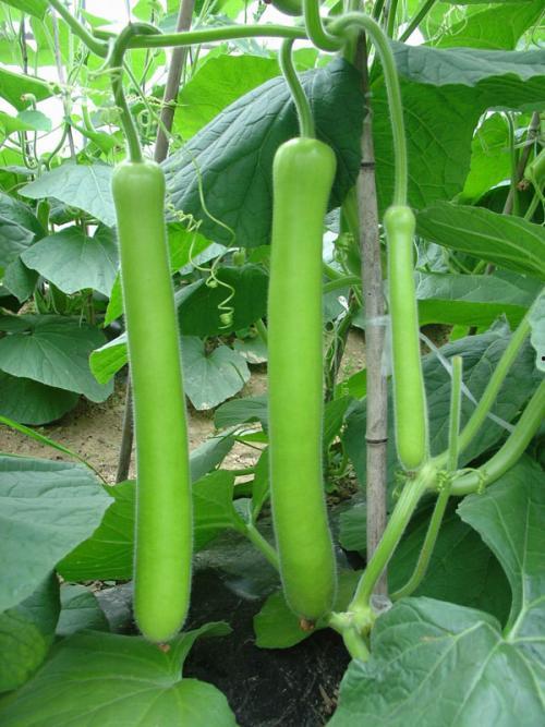 幸运鹅吃瓜,揭秘娱乐圈背后的秘密与真相