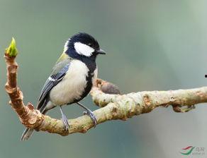 她的猫需要大山雀 吃瓜,大山雀与瓜果的甜蜜邂逅
