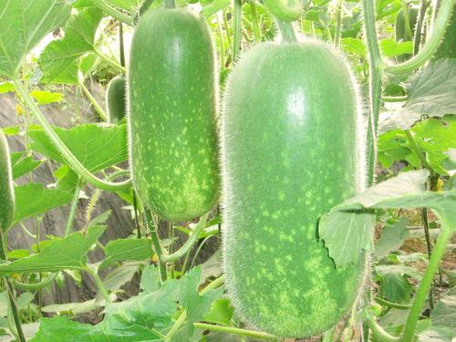 阿璨吃大瓜,娱乐圈大瓜背后的真相