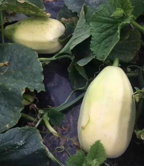 杏能和脆瓜一起吃吗,食用指南解析