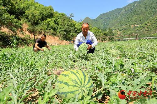吃瓜康县直播,带你领略乡村魅力，感受直播带货新风尚