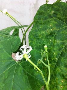 瓜尖花怎样吃,解锁独特风味新吃法