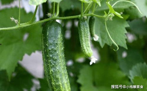 推书吃瓜,揭秘热门书籍背后的娱乐八卦