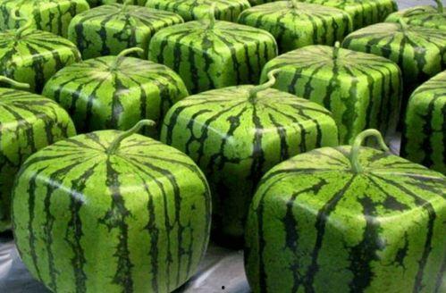 中国吃瓜最前线