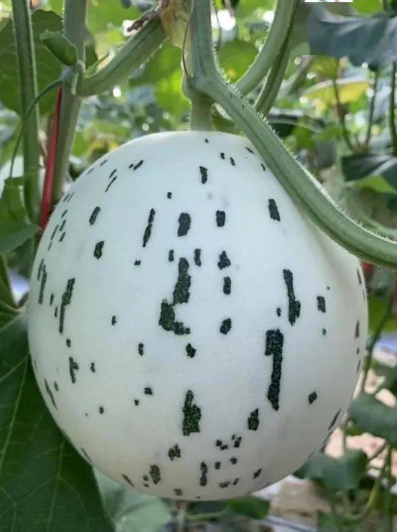 梦见吃瓜没吃着